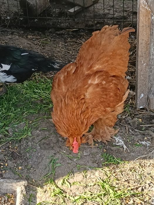 Cocoș caută altă casa