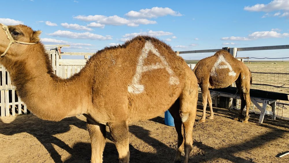 Түйелер сатылады