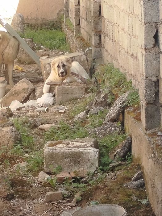 Alabay bolasi sotiladi qiz bola 100$