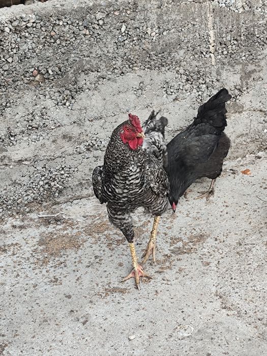 Срочно сатылады жас қораз