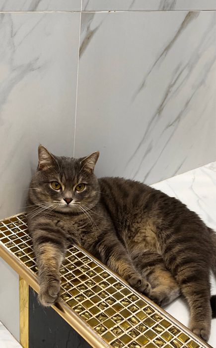 Mushu sotiladi O’gil bola