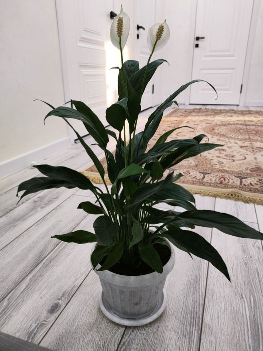 Комнатные растения. доставка