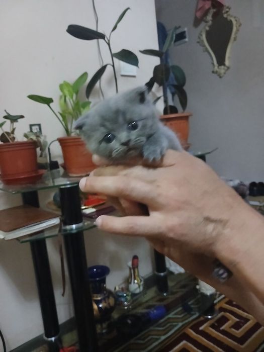 Котята британские скотиш фолд