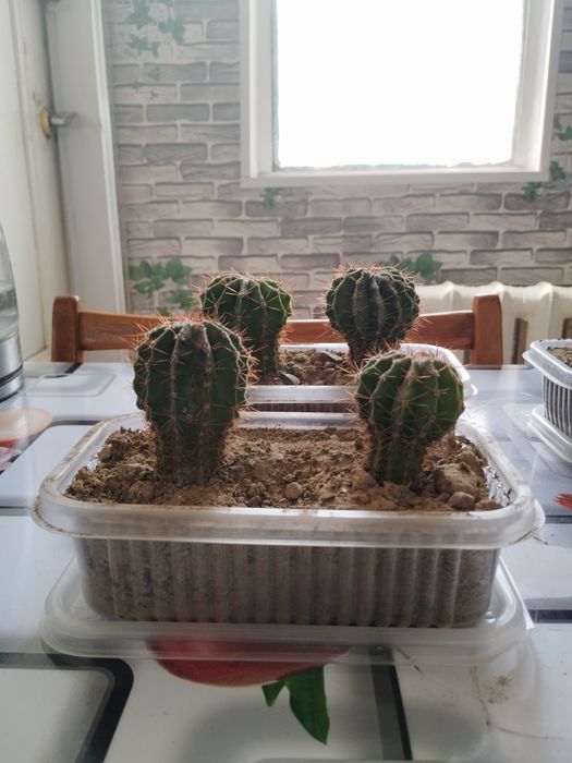 Срочно продам кактусы эхинопсис