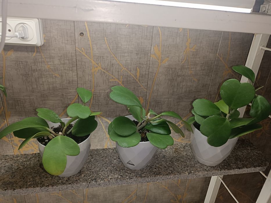 Цветок хойя , асал томчи гул