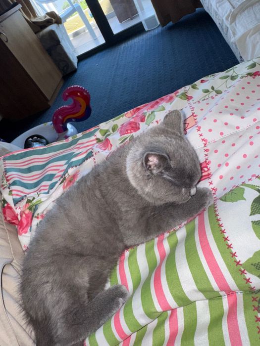 котенце на 4 месеца Шотландска фолд