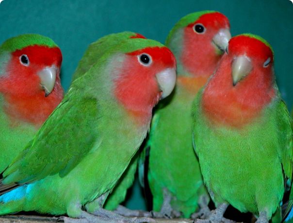 Продаётся взрослые зелёные неразлучники