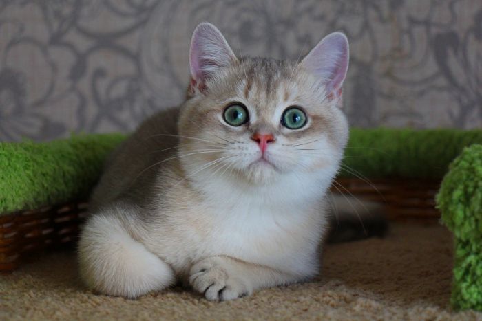 Продаётся.  По всем вопросам пишите в телеграмм