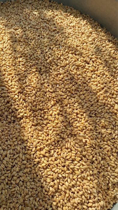 Продам корма в больших объёмах