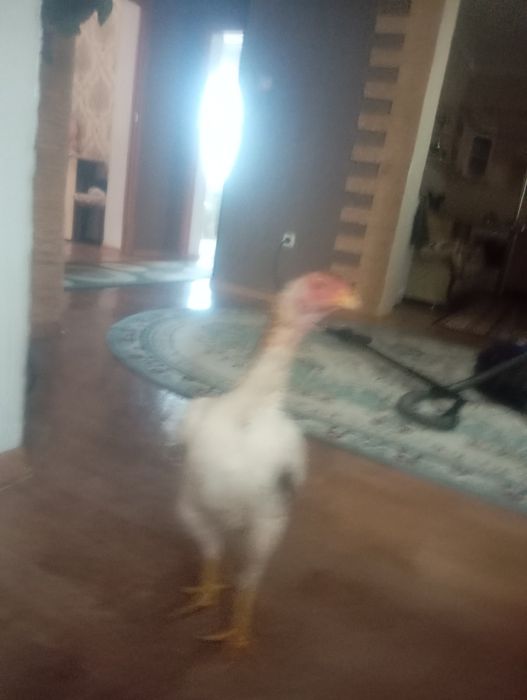 Срочно продам курицу бразильку