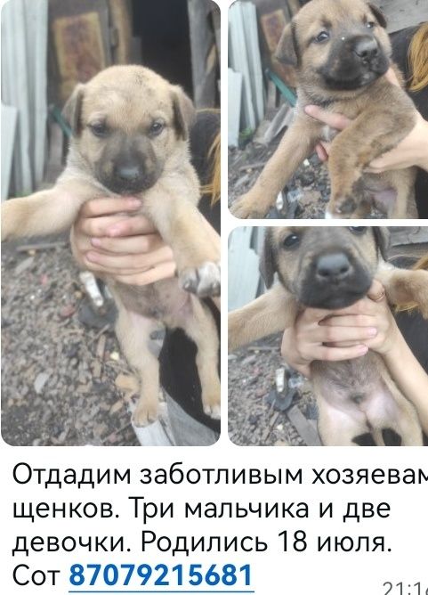 Щенки и кошки в добрые руки