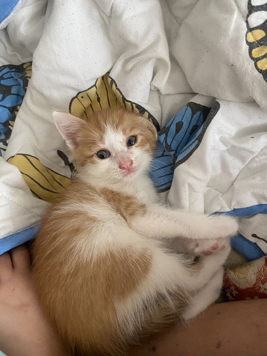 котят в добрые руки