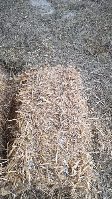 Baloti de paie de grâu