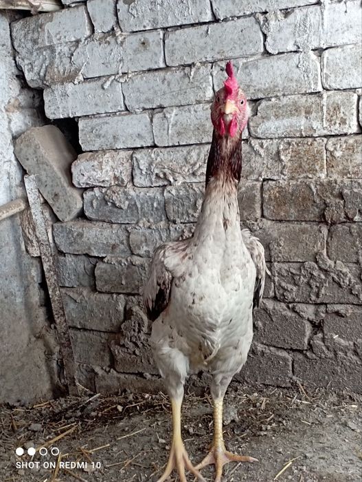 Dakan shalpang tovuq tuxumda zot