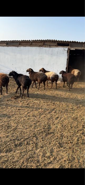 Кошкар сатылады 3 жасар жас кошкарлар