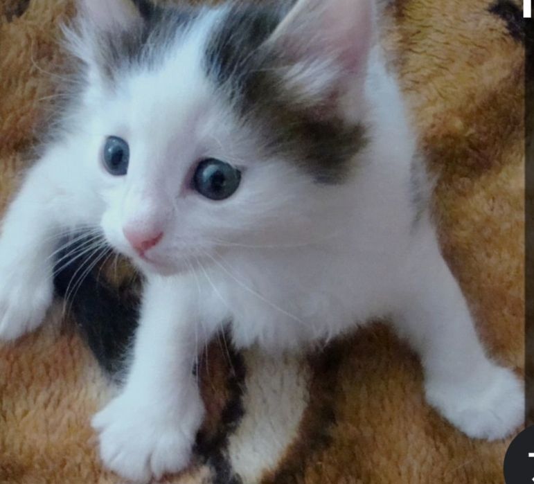 Отдаю в добрые руки