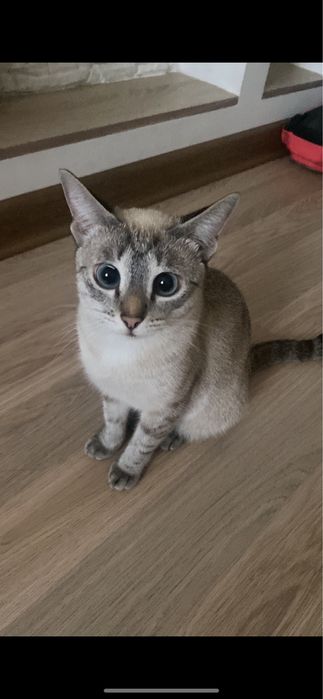 Отдам кошку в хорошие руки