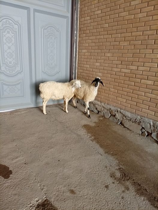Барралар сотилади