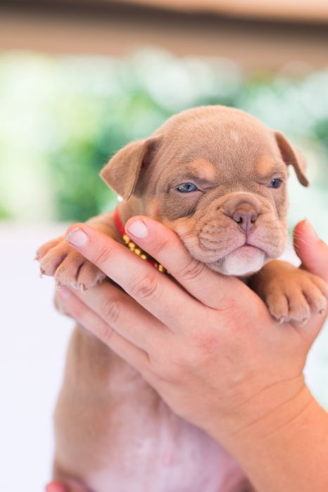 Американский булли детки