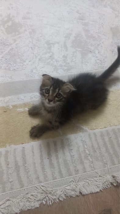 Котенок в добрые руки