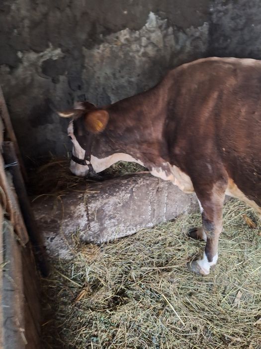 Vând vaca Balțată