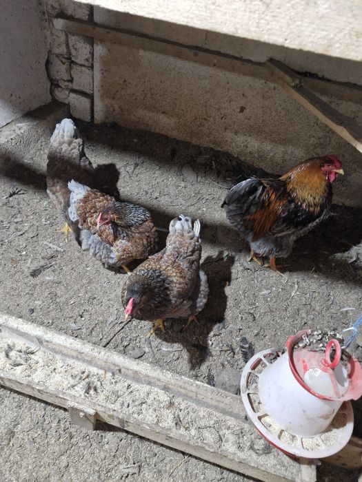 Ouă de incubat  wyandotte auriu. Wyandotte gri  auriu și  găini  color
