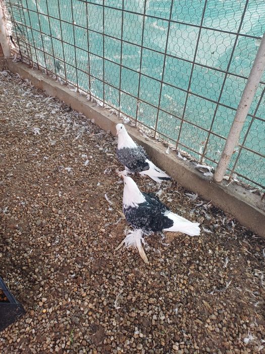 Porumbei creti capaciti