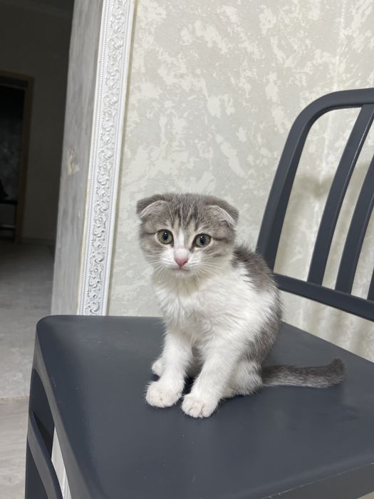 Шатланский мысық