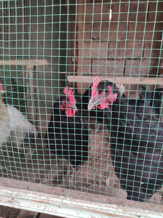 Gigant qora shaxzoda