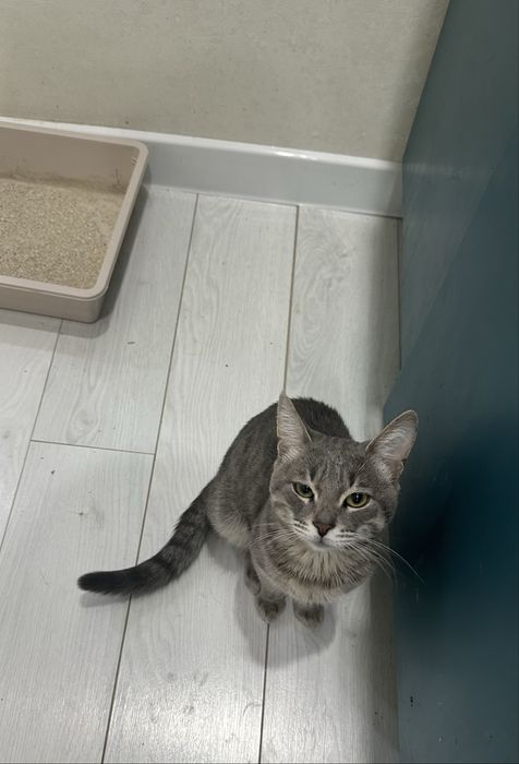 В добрык руки кот