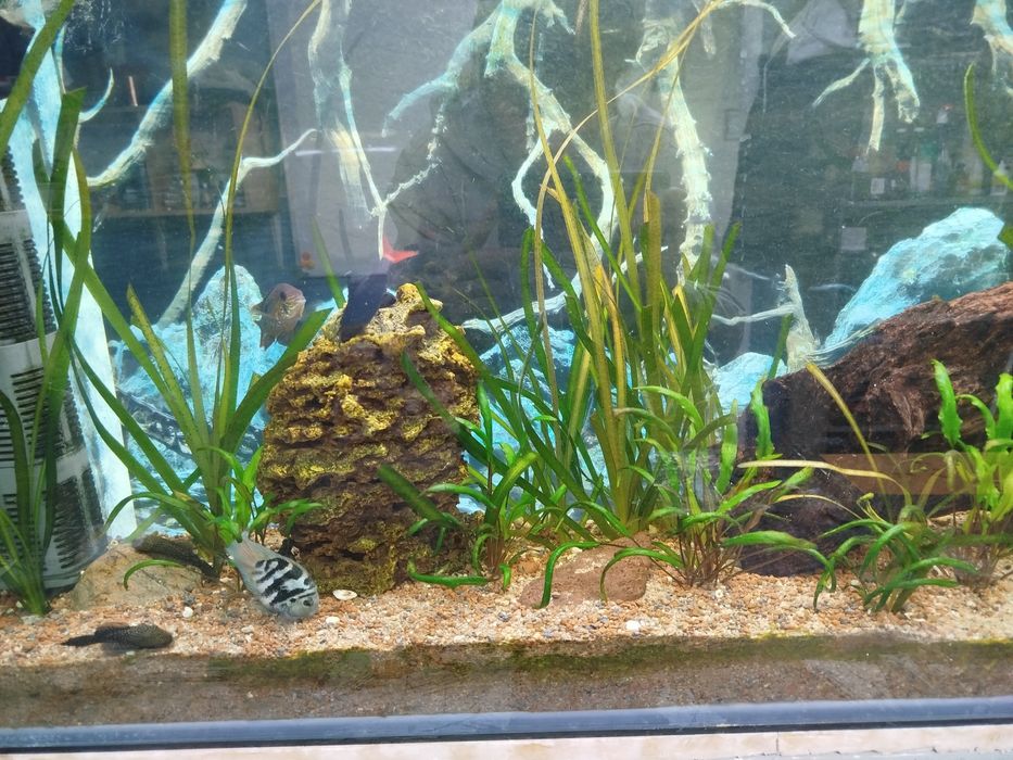 Лабео би колор 8 см