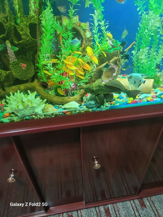 Продаётся сом-пылесос