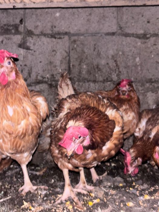 Куры Ломан Браун