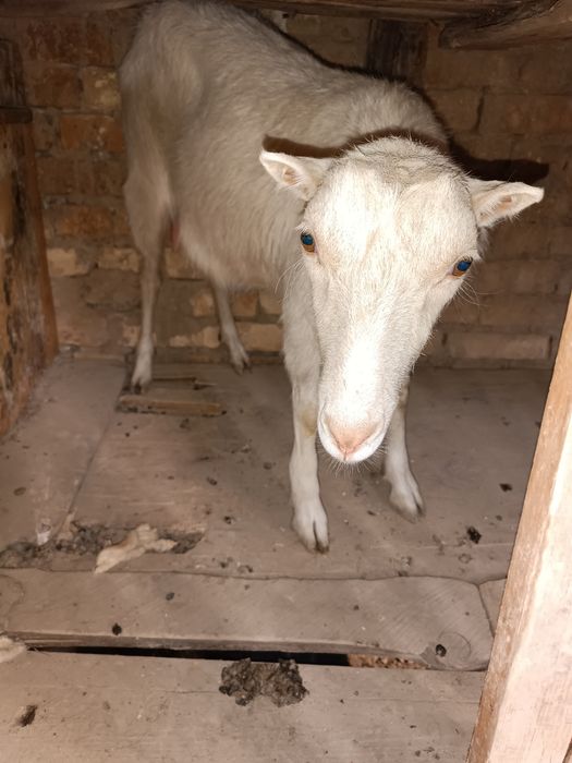 Козлы парода зенин срочна продаю