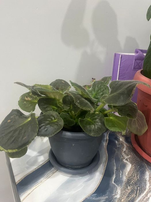 Комнатные растения цветы