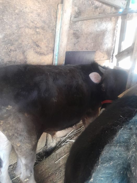 Сельхоз животные.