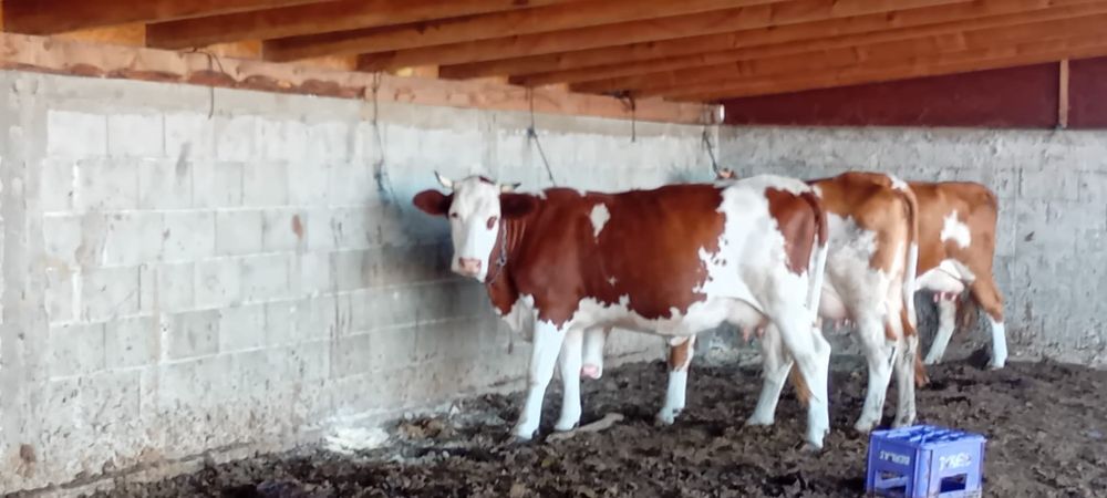 Vaca de vanzare s