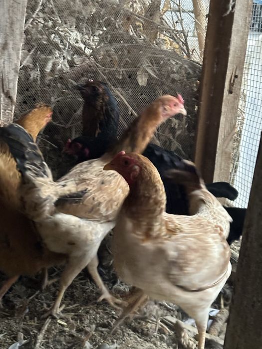 Uy tovuqlari sotuvda 5 ta tovuq 1 ta xòroz bor