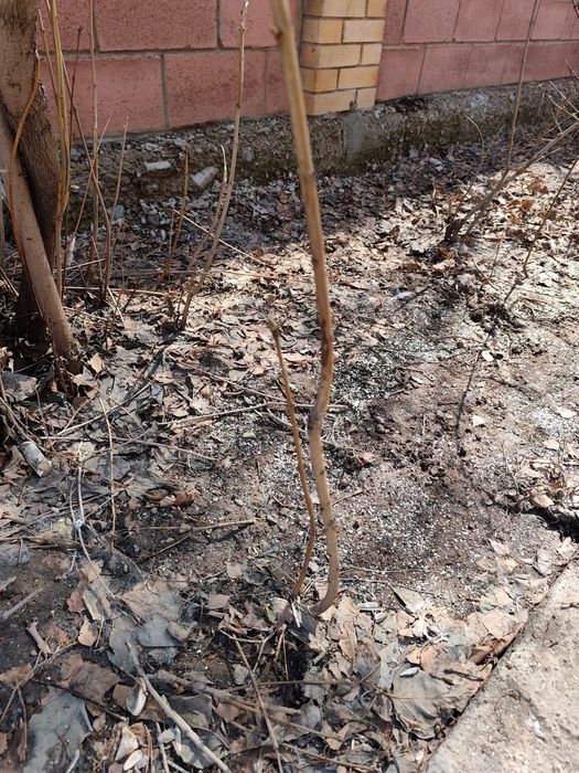 Саженцы деревьев и ягод