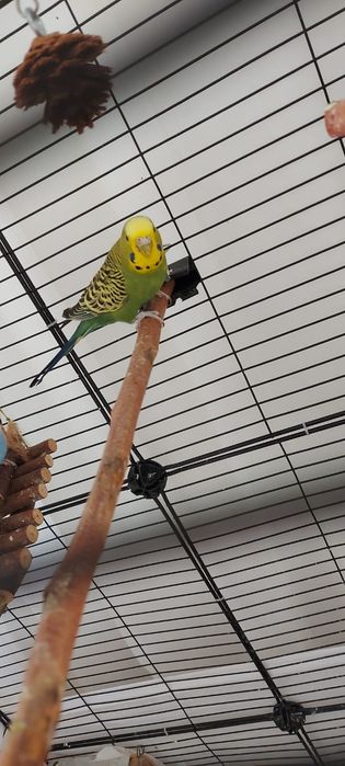 Продам попугая девочка