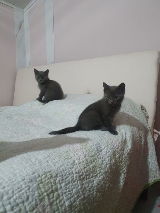 Котята маленькие