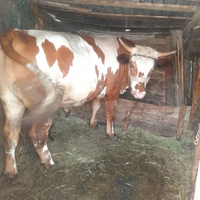 Vand doi tauri unul de un an si 8 luni si unul de doua luni