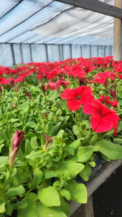 Продам рассаду петунии