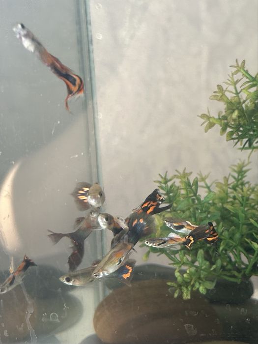 Продам рыбок гуппи и неоны