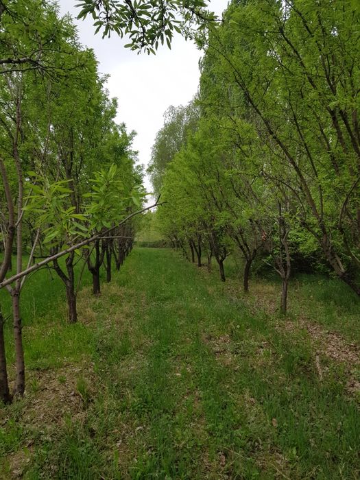 Namangan viloyati Mevali bo'g sotiladi