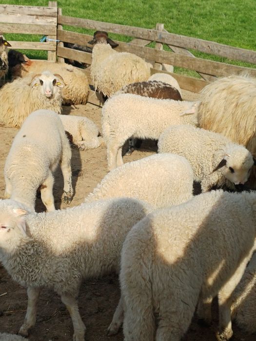 Miei metisi de suffolk