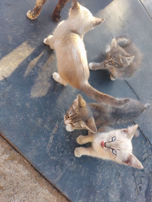 Отдам бесплатно котят