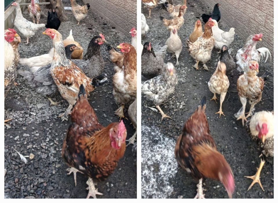 Куры петушки домашние