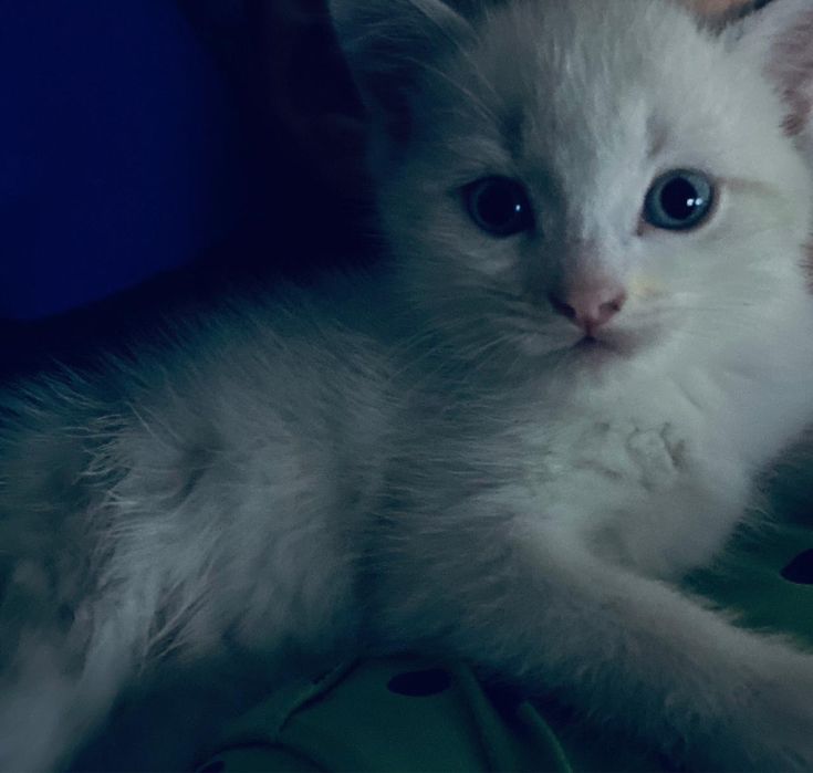 Отдам котенка в добрые руки