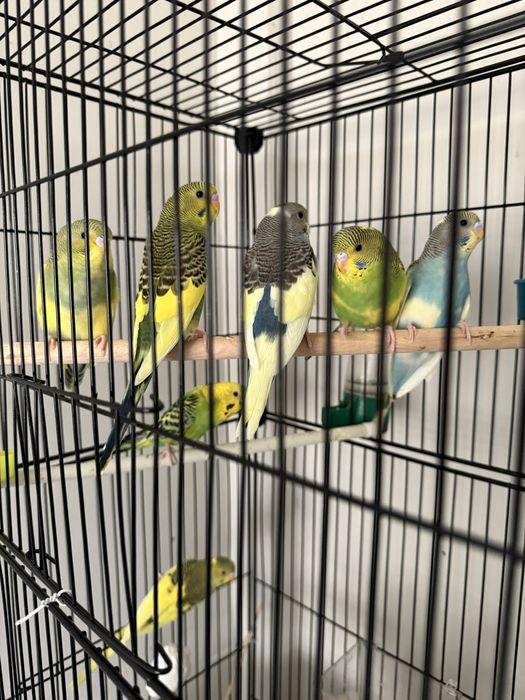 Продам волнистого попугая